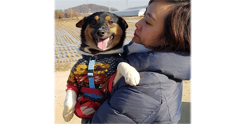 Leaf is a Medium Female Mixed Korean rescue dog