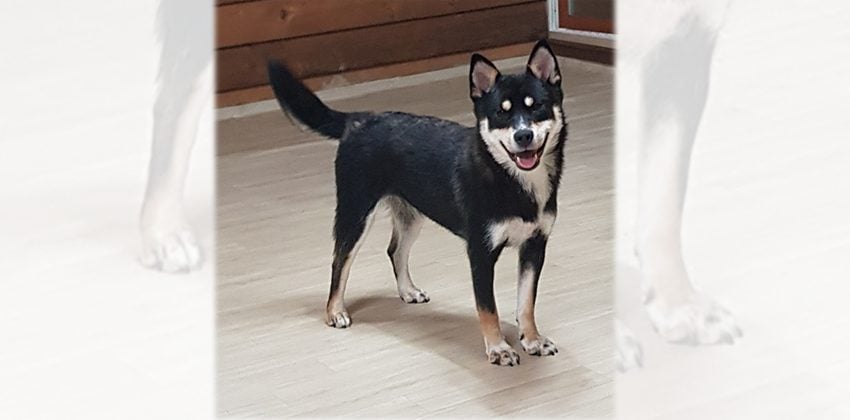 Leah is a Medium Female Shiba Inu mix Korean rescue dog
