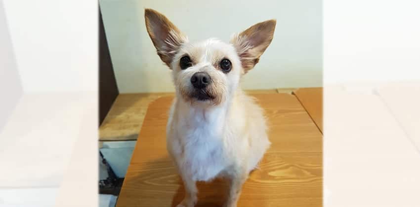 Lemon is a Small Female Balbali mix Korean rescue dog