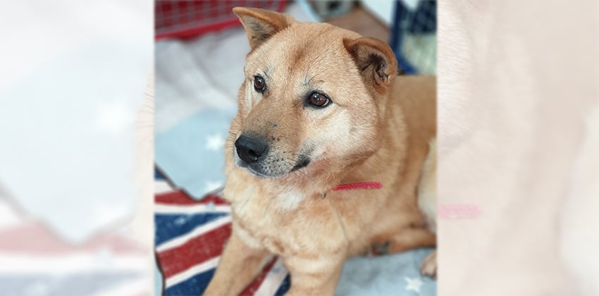 Leo is a Large Male Jindo Korean rescue dog