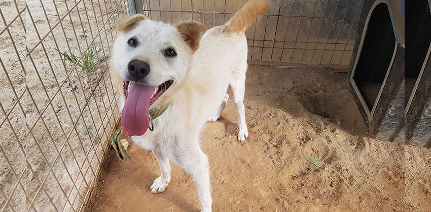 Leo 2 is a Medium Male Jindo Korean rescue dog