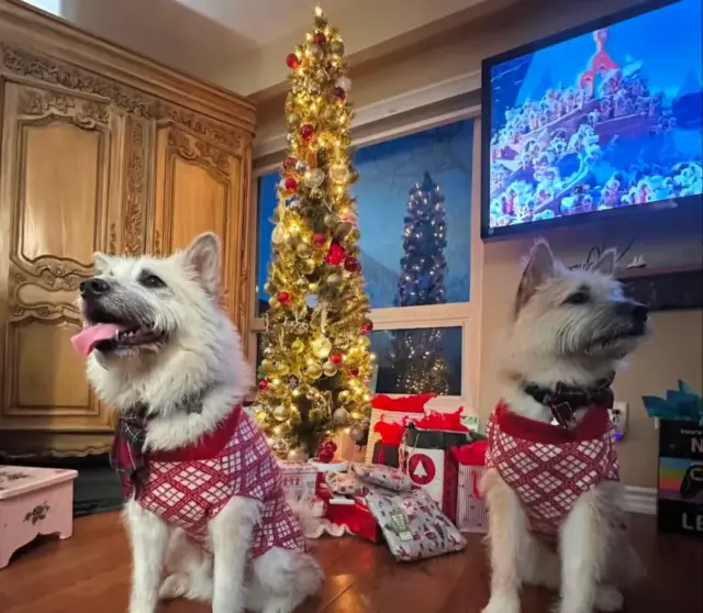 Leon&Linda, Toronto