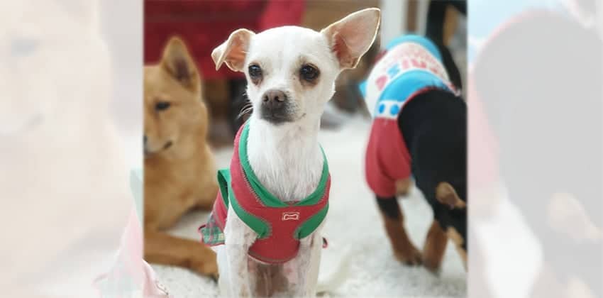 Lilly is a Small Female Chihuahua mix Korean rescue dog