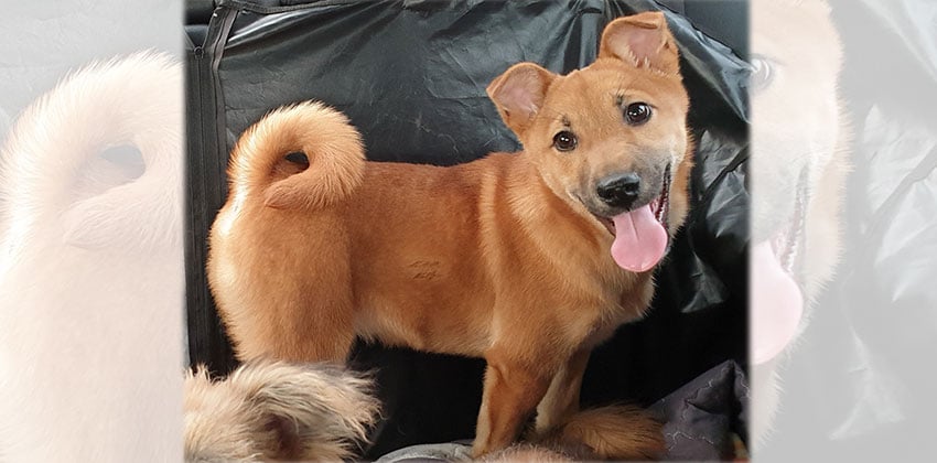 Lincoln is a Medium Male Jindo mix Korean rescue dog