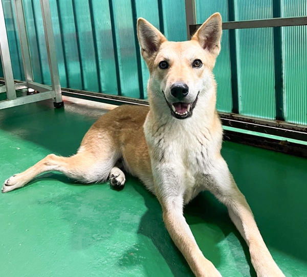 Leon at a shelter in Korea.
