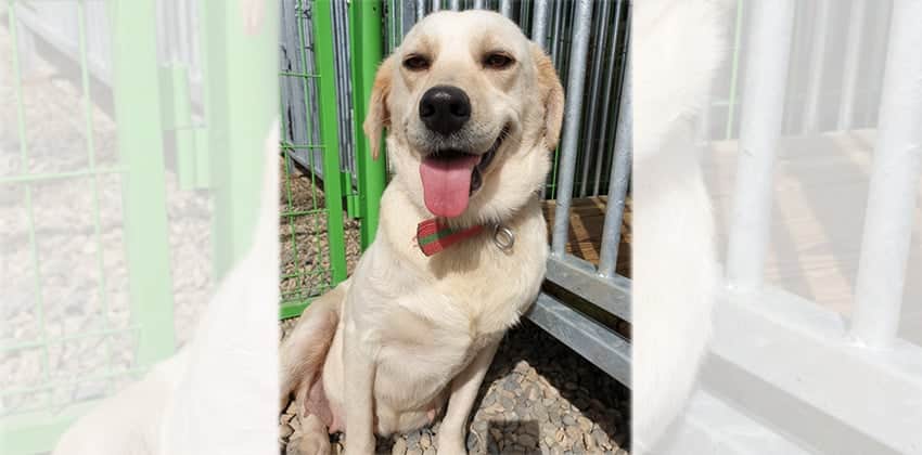 Liva is a Large Female Labrador mix Korean rescue dog