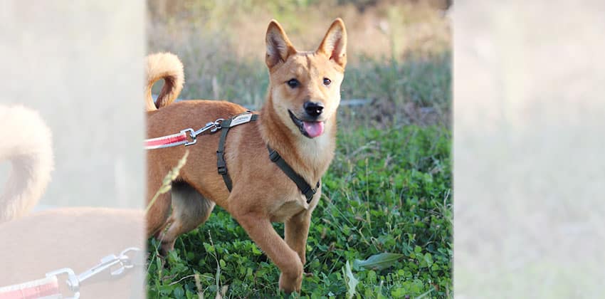 Liza is a Medium Female Jindo mix Korean rescue dog