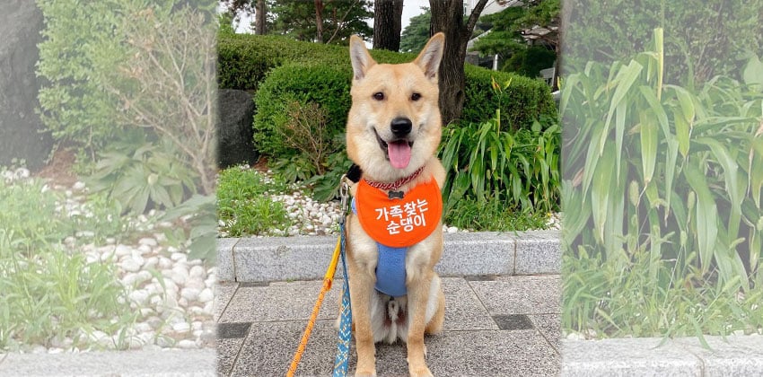 Loki is a Medium Male Jindo mix Korean rescue dog