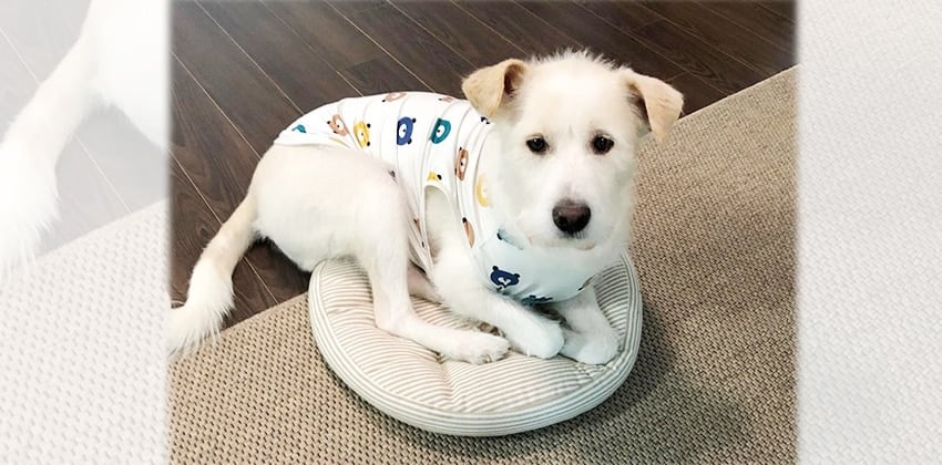 Loongchi is a Medium Male Sapsali mix Korean rescue dog