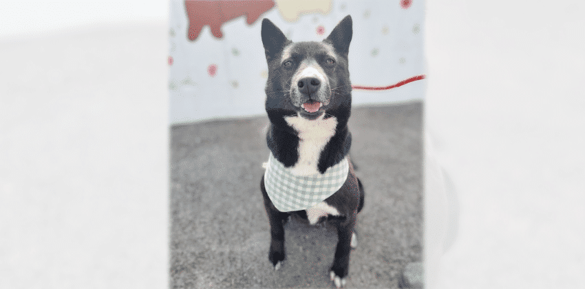 Louie is a Medium Male Jindo mix Korean rescue dog