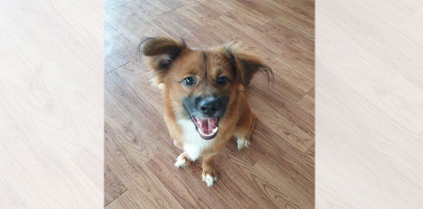 Louis is a Small Male Mittelspitz mix Korean rescue dog