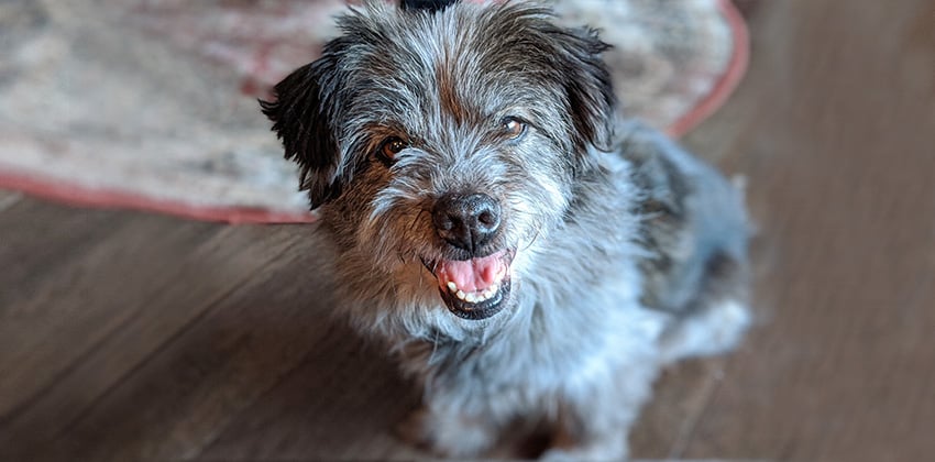 Lucca is a Small Male Norfolk terrier Korean rescue dog