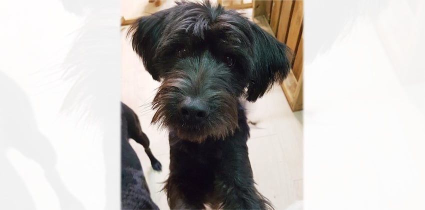 Lukas is a Medium Male Schnauzer mix Korean rescue dog