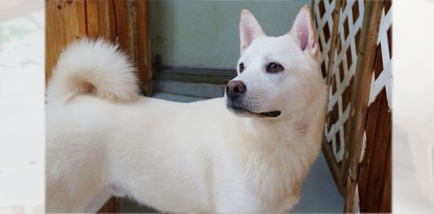 Lolla is a Large Female Jindo Korean rescue dog