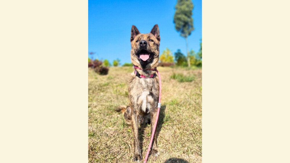 Lulu