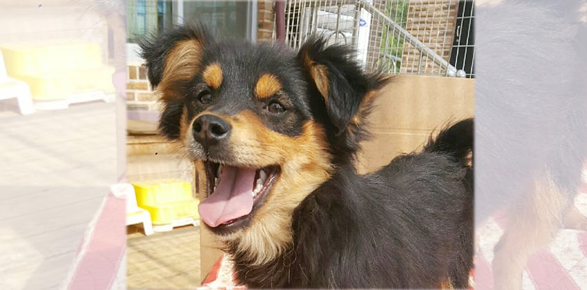Meong-Meong is a Small Male Papillon mix Korean rescue dog