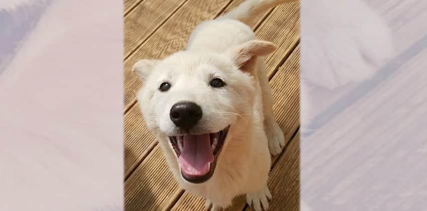 Baby is a Small Female Jindo Mix Korean rescue dog