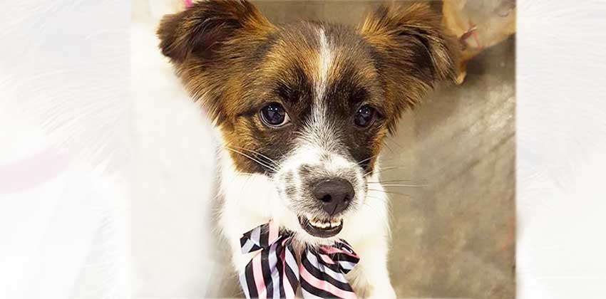 Mirae is a Small Female Papillon mix Korean rescue dog