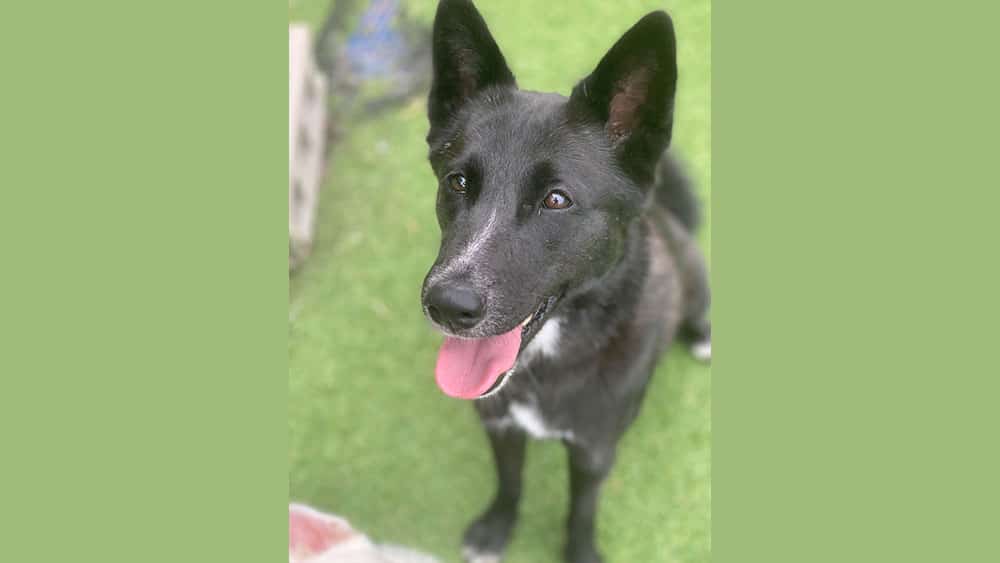 Maddy is a Medium Female Jindo mix Korean rescue dog