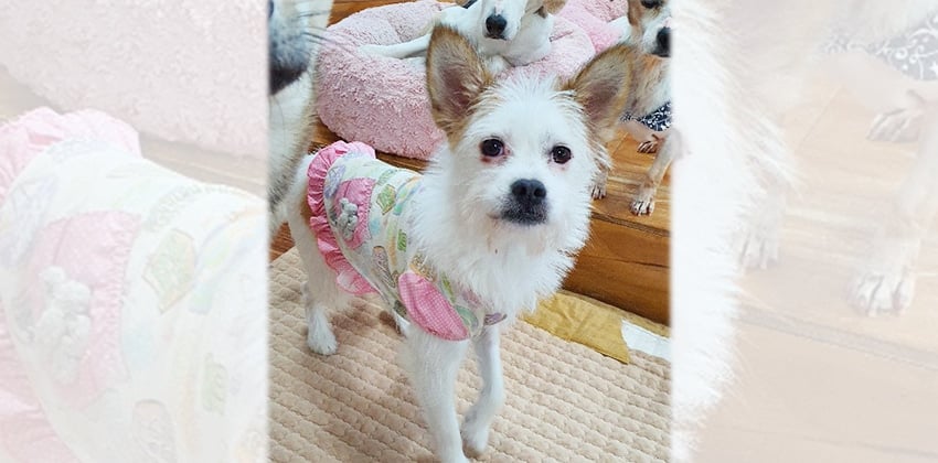 Malyn is a Small Female Terrier mix Korean rescue dog