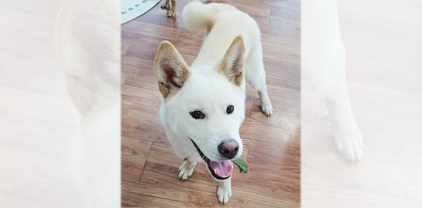 Mangchi is a Medium Male Jindo mix Korean rescue dog