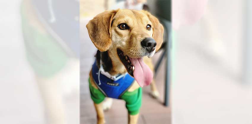 Manho is a Medium Male Beagle Korean rescue dog