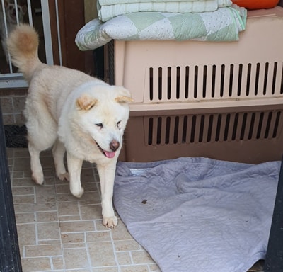 Mani at a dog shelter in Korea.