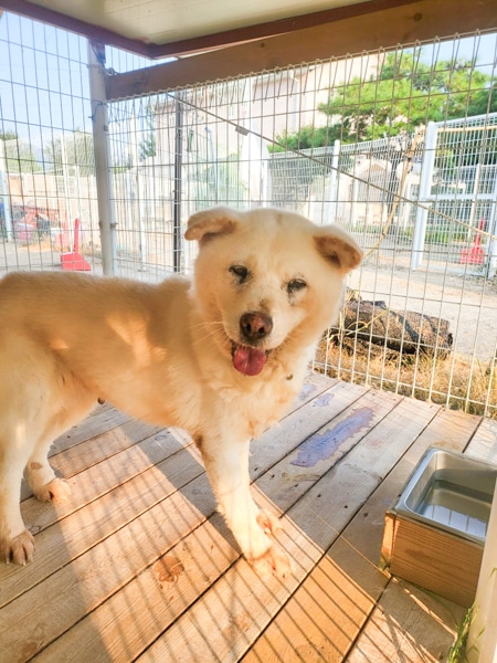 Mani at a shelter in Korea.