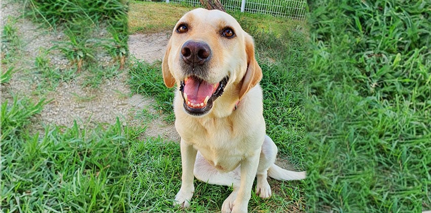 Marie is a Medium Female Labrador Retriever Korean rescue dog