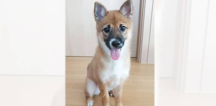 Maru is a Small Female Jindo mix Korean rescue dog