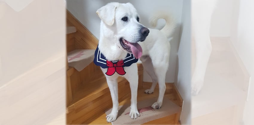 Marvin is a Large Male Labrador mix Korean rescue dog