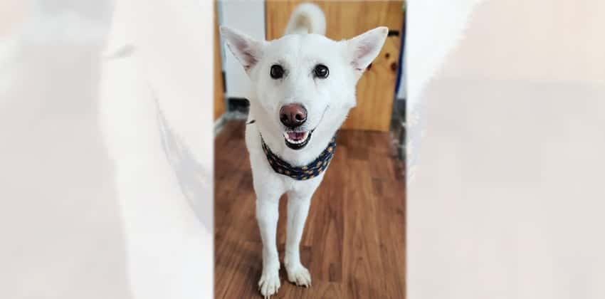 Mary is a Medium Female Jindo Korean rescue dog