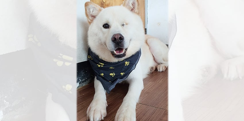 Marshmallow is a Medium Male Jindo mix Korean rescue dog