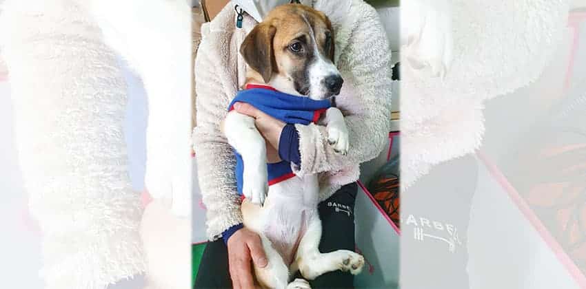 Masha is a Medium Female Beagle mix Korean rescue dog