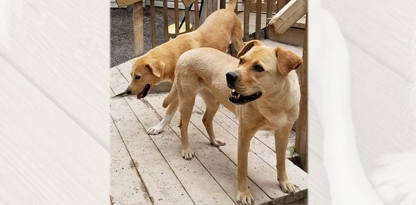 Matilda is a Large Female Labrador mix Korean rescue dog