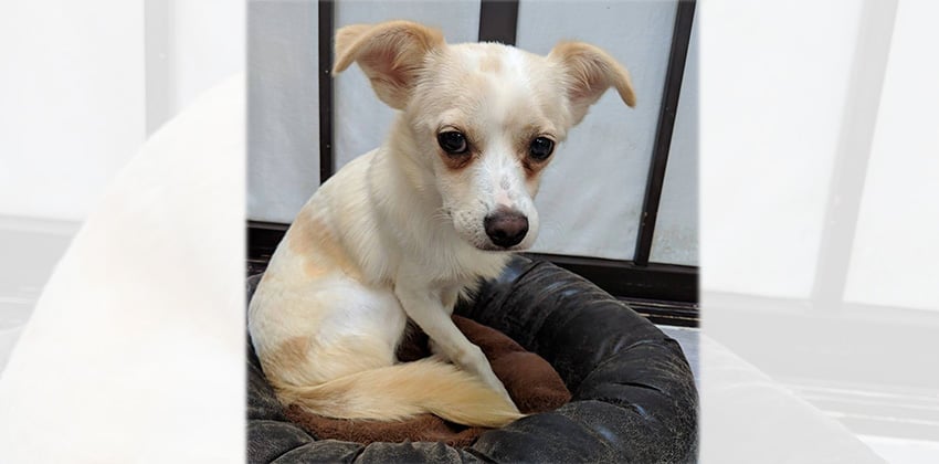 Max is a Small Male Spitz mix Korean rescue dog
