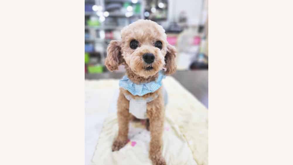 Meoroo, the poodle