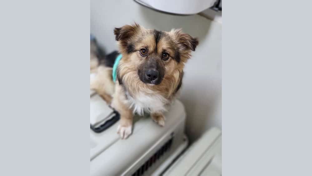 Mico at a dog shelter in Korea.