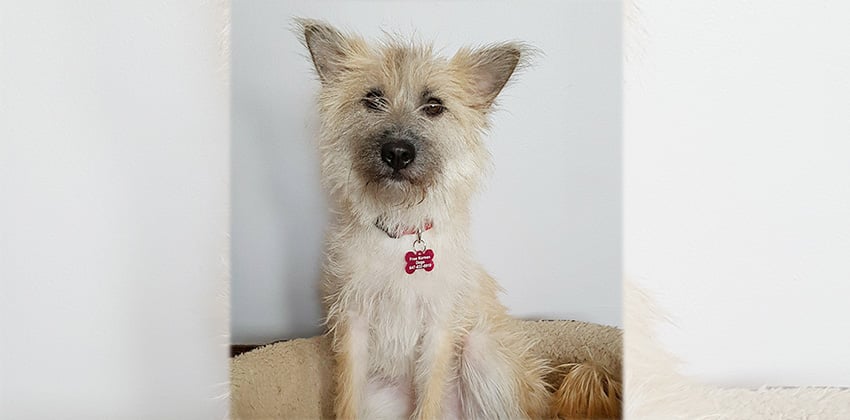 Midi is a Medium Female Terrier mix Korean rescue dog