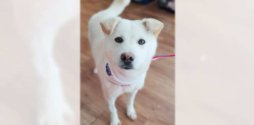 Mido is a Medium Female Jindo mix Korean rescue dog