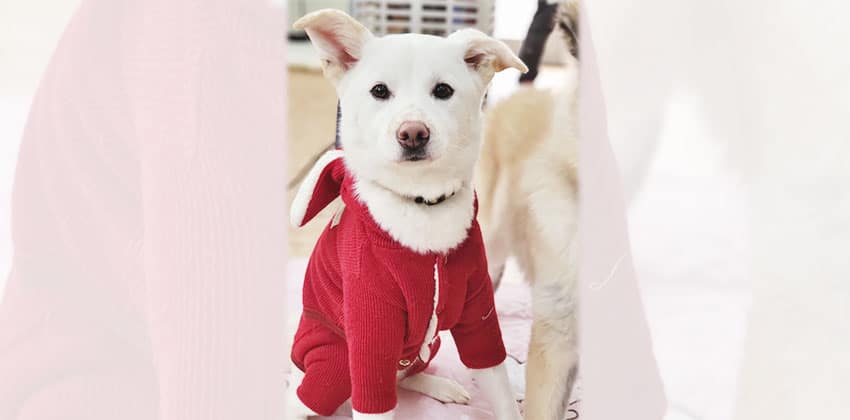 Mignon is a Small Female Jindo mix Korean rescue dog