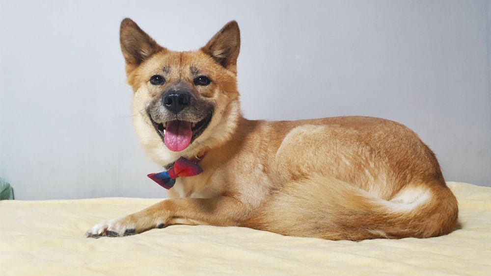 Mija is a Medium Female Jindo mix Korean rescue dog