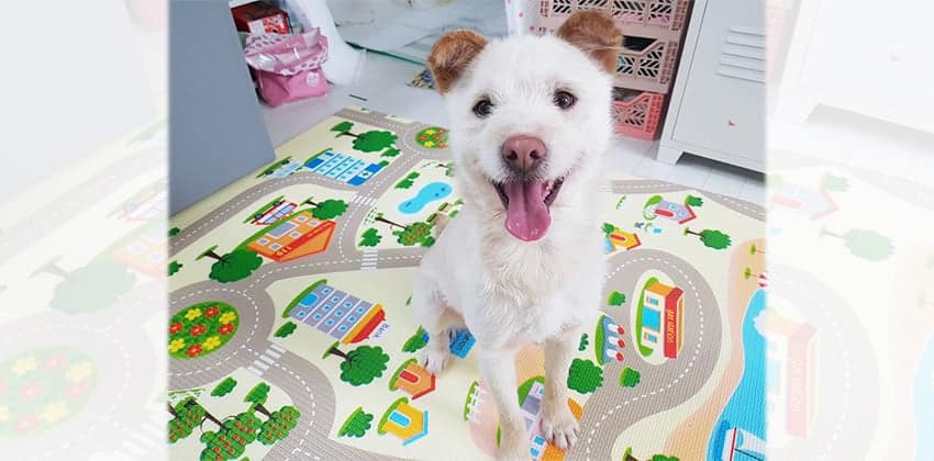 Mikie is a Medium Male White terrier mix Korean rescue dog