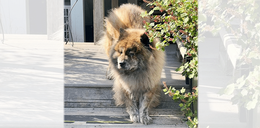 Miko is a Medium Female Chow Chow mix Korean rescue dog