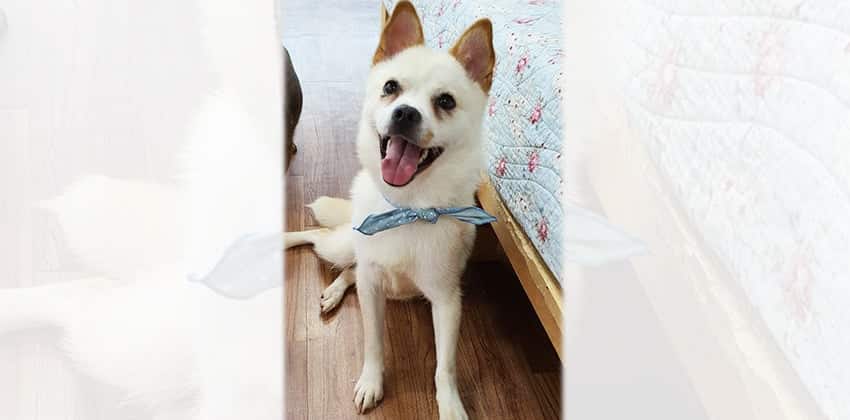 Milky 2 is a Small Female Jindo mix Korean rescue dog