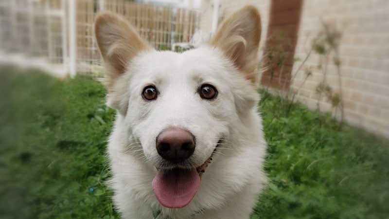 Milky is a Medium Male Jindo Mix Korean rescue dog