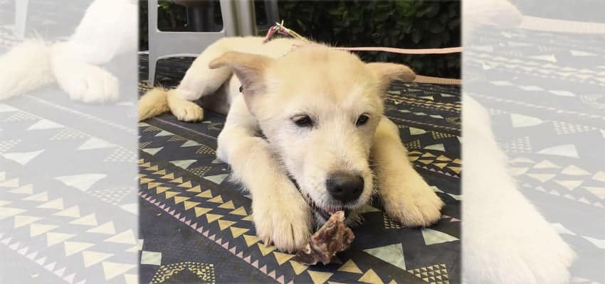 Miller is a Medium Male Jindo Mix Korean rescue dog