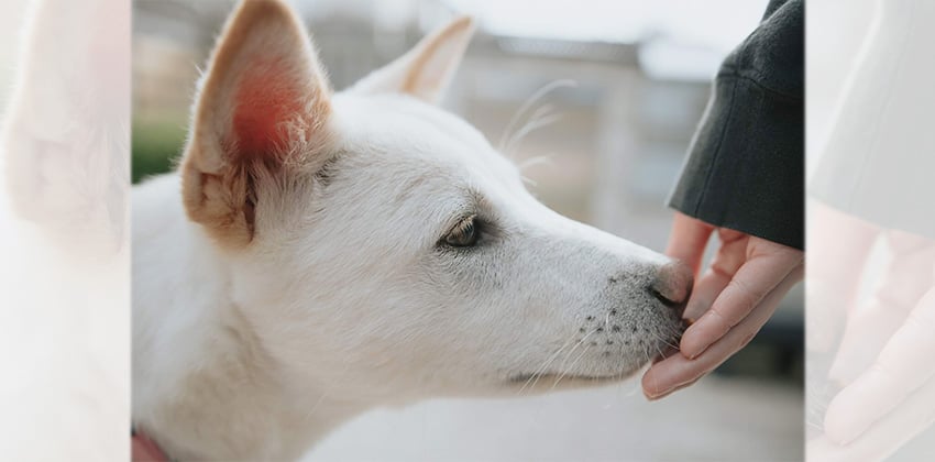 Milo is a Medium Male Jindo mix Korean rescue dog