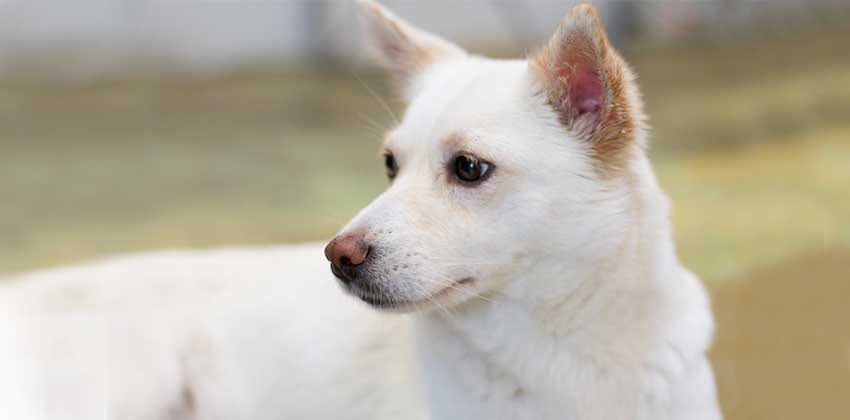 Milyang is a Small Female Jindo Mix Korean rescue dog