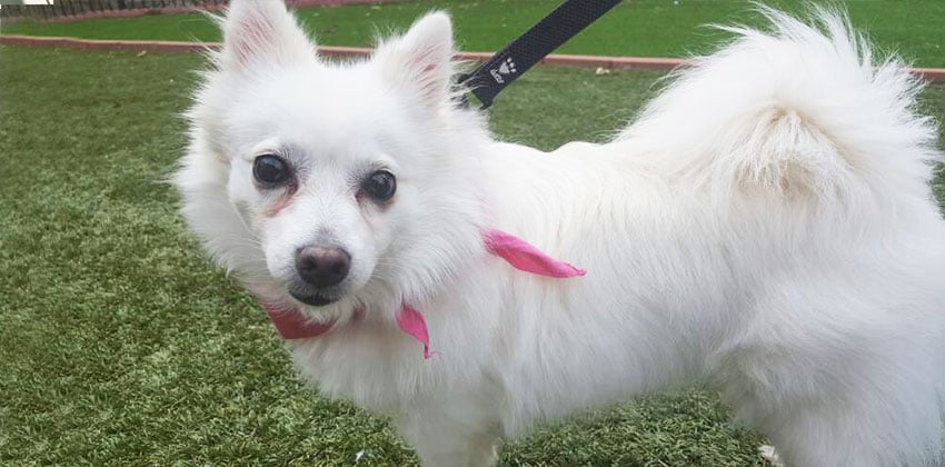 Mimi is a Medium Female Spitz mix Korean rescue dog